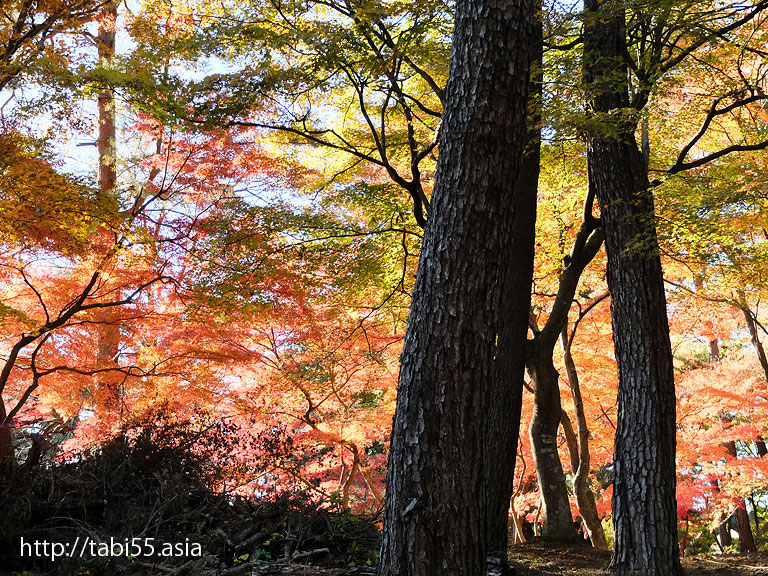 月の石もみじ公園！紅葉におすすめ。