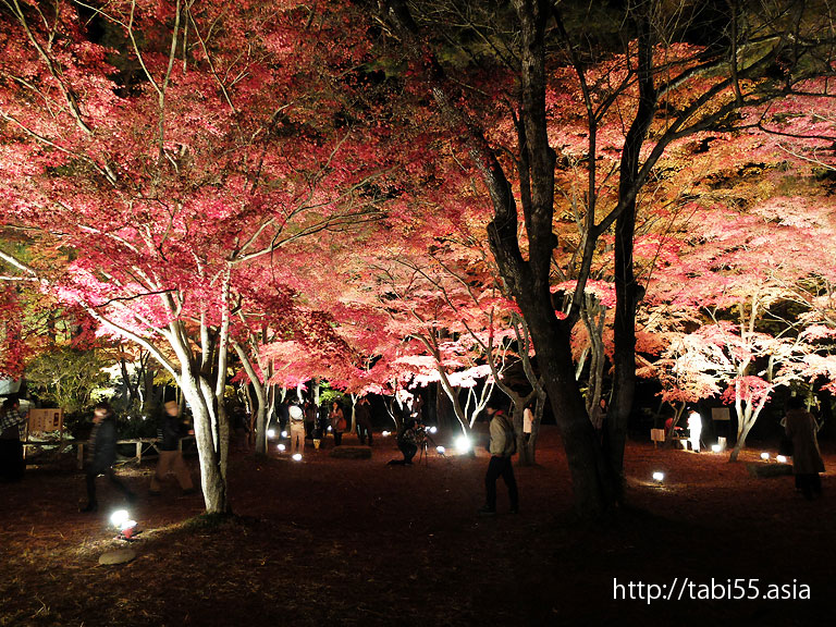 月の石もみじ公園！紅葉におすすめ。