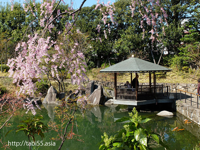 目白庭園のしだれ桜