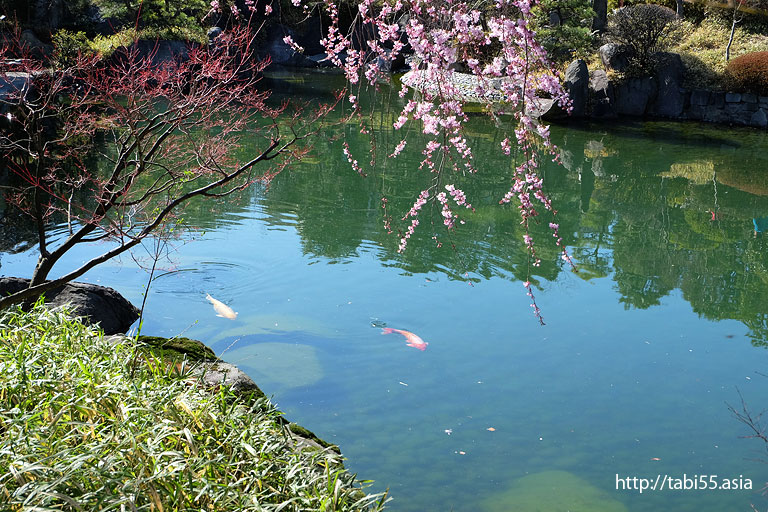 目白庭園のしだれ桜