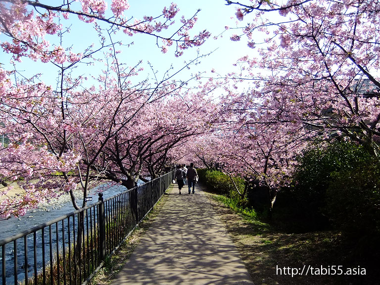 河津桜