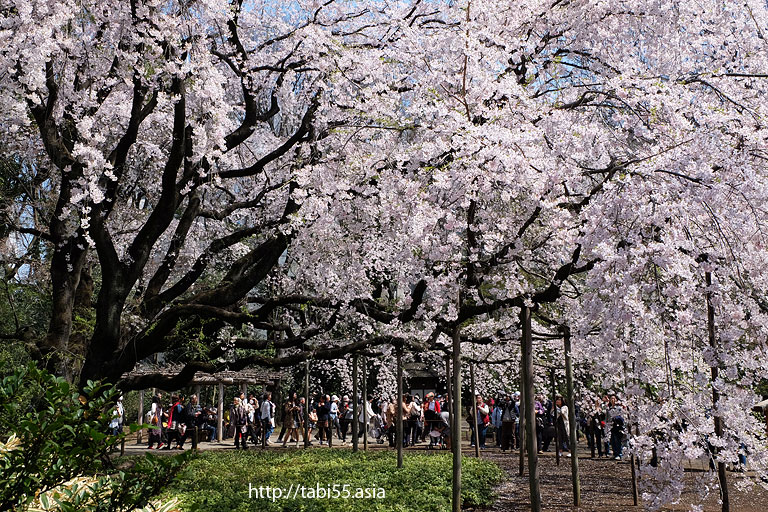 Rikugi-En Garden (about 16 minutes by train from Ikebukuro station)