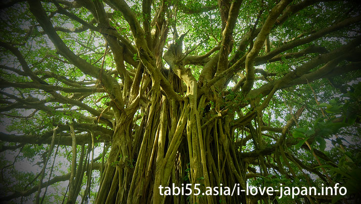 Tekutuku Huge Banyan@Travel by ferry on the Amami Islands (archipelago)【7 nights 8 days】 model course(Kagoshima)