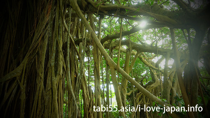 The power spot of Kikaijima's number one！Tekutuku Huge Banyan