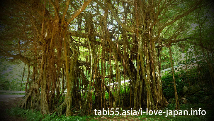 Gamo's couple Banyan · · · couple?（Kikaijima）