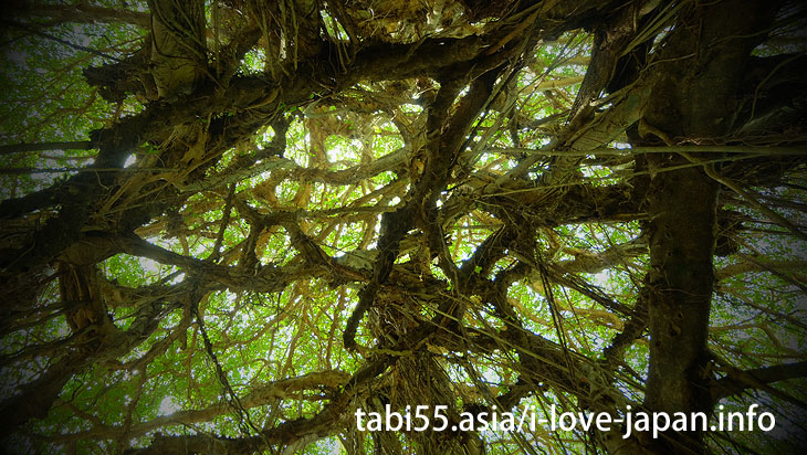 Gamo's couple Banyan · · · couple?（Kikaijima）