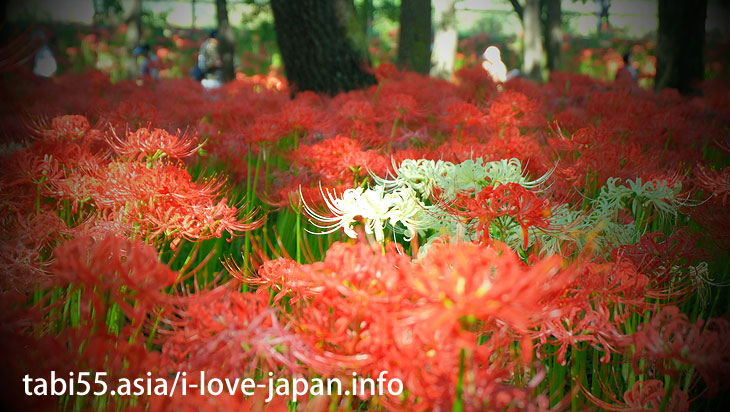 Approximately 5 million pieces of Cluster Amaryllis! It's as if a red carpet(Saitama)