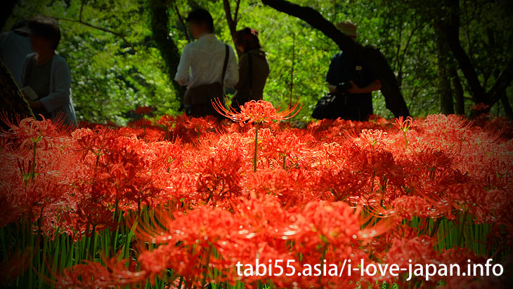 Approximately 5 million pieces of Cluster Amaryllis! It's as if a red carpet(Saitama)