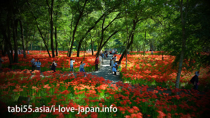 Approximately 5 million pieces of Cluster Amaryllis! It's as if a red carpet(Saitama)