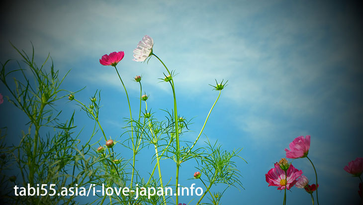 You can also see Cosmos in the Kinchakuda.