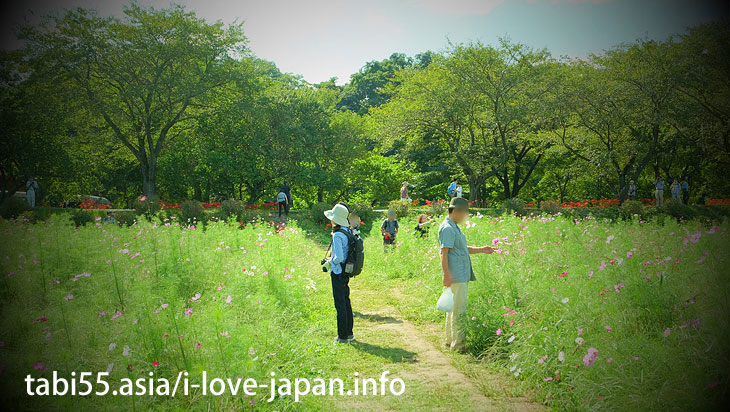 You can also see Cosmos in the Kinchakuda.