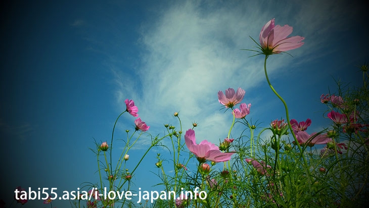You can also see Cosmos in the Kinchakuda.