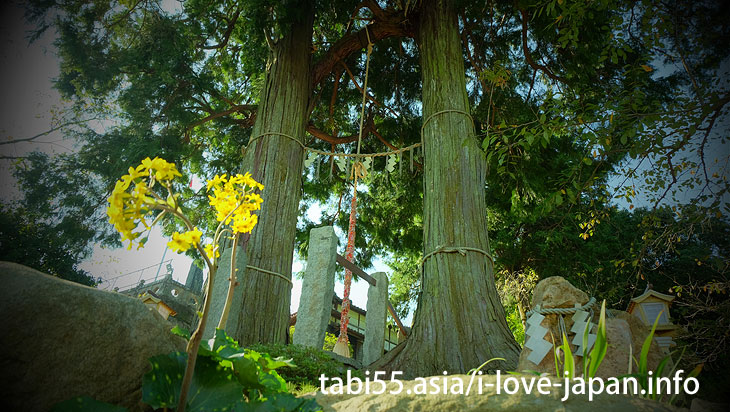 Takeko Shinto shrine+huge camphor tree “Ohkusu”(Takeo,Saga)|the married couple cypress”Meotohinoki”