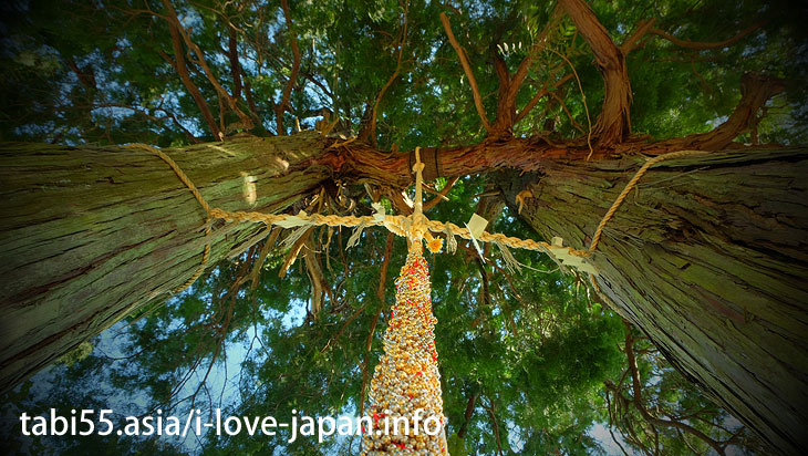 Shinto shrine+huge camphor tree “Ohkusu”(Takeo,Saga)|the married couple cypress”Meotohinoki”