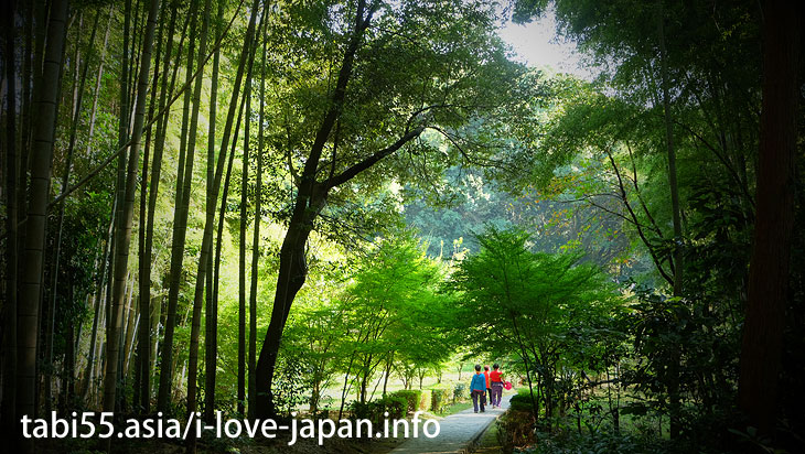 The bamboo grove of the approach is brilliant! Takeo Oosusa｜Shinto shrine+huge camphor tree “Ohkusu”(Takeo,Saga)
