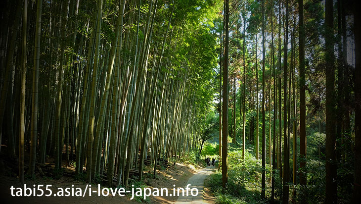 The bamboo grove of the approach is brilliant! Takeo Oosusa｜Shinto shrine+huge camphor tree “Ohkusu”(Takeo,Saga)