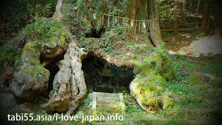 The bamboo grove of the approach is brilliant! Takeo Oosusa｜Shinto shrine+huge camphor tree “Ohkusu”(Takeo,Saga)