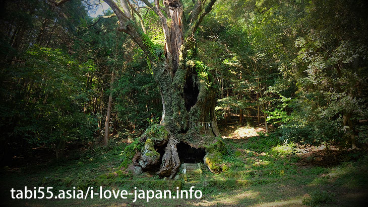 The bamboo grove of the approach is brilliant! Takeo Oosusa｜Shinto shrine+huge camphor tree “Ohkusu”(Takeo,Saga)