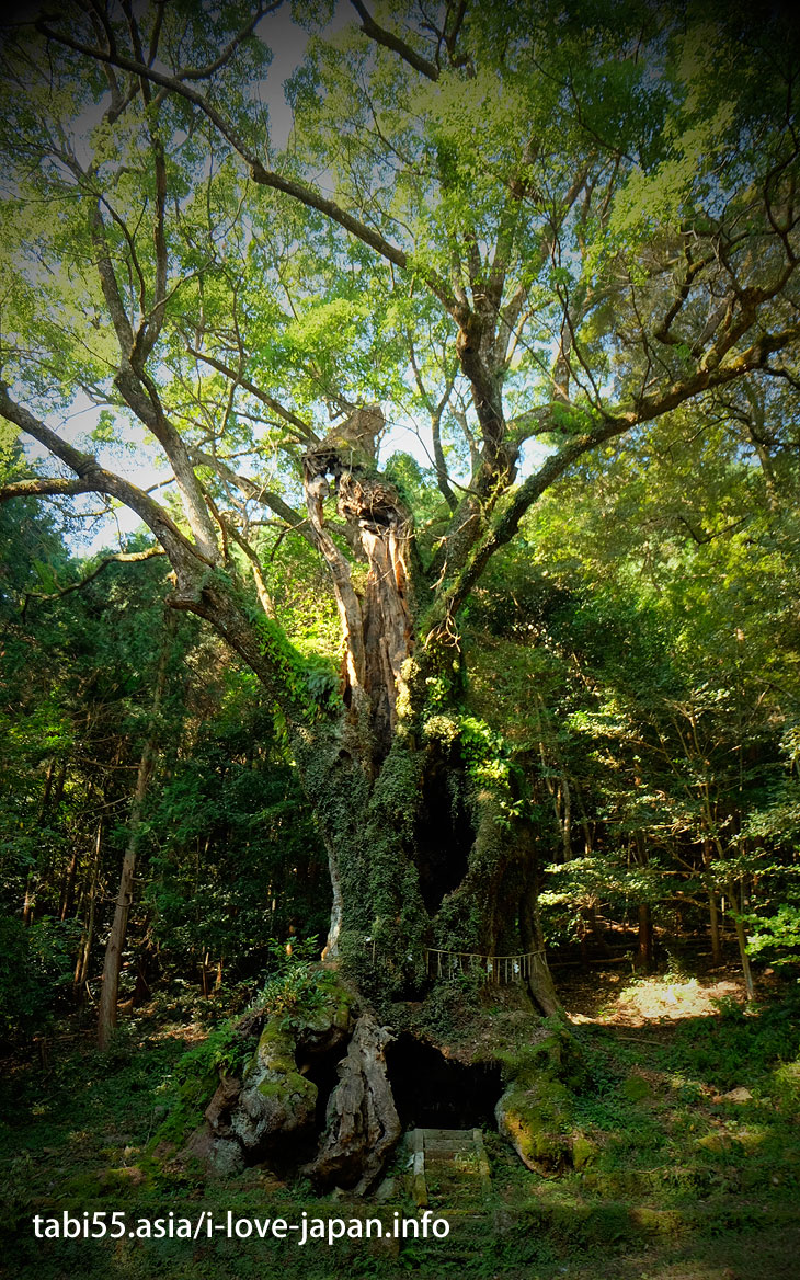 The bamboo grove of the approach is brilliant! Takeo Oosusa｜Shinto shrine+huge camphor tree “Ohkusu”(Takeo,Saga)