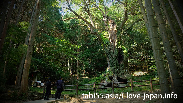 The bamboo grove of the approach is brilliant! Takeo Oosusa｜Shinto shrine+huge camphor tree “Ohkusu”(Takeo,Saga)