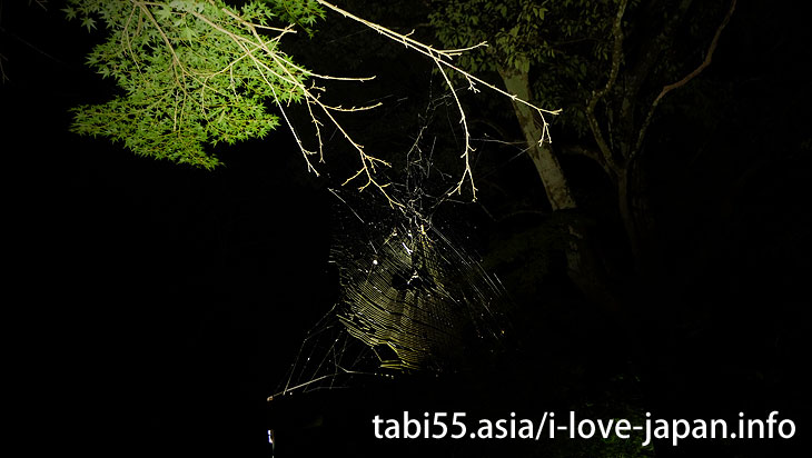 Spider's Web