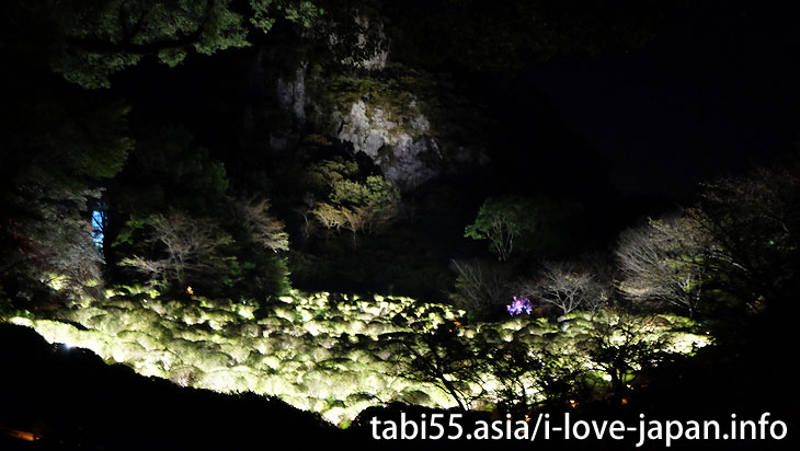 Life is Continuous Light - Azalea Valley