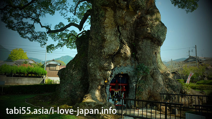 National treasure! Kawago 