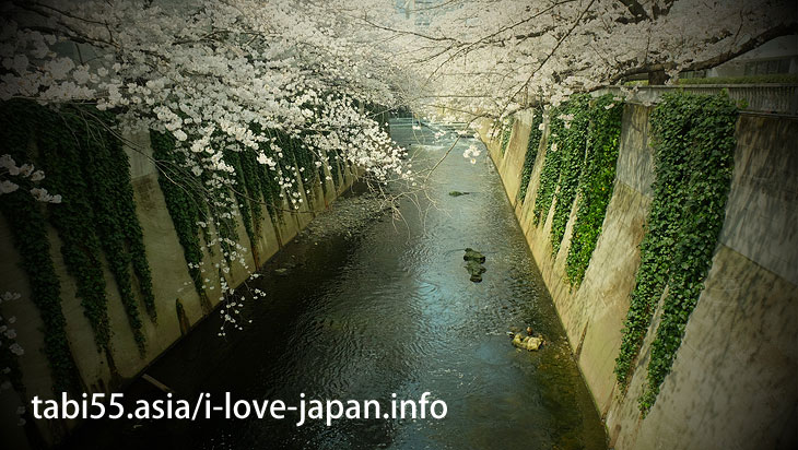 omokage bridge tokyo