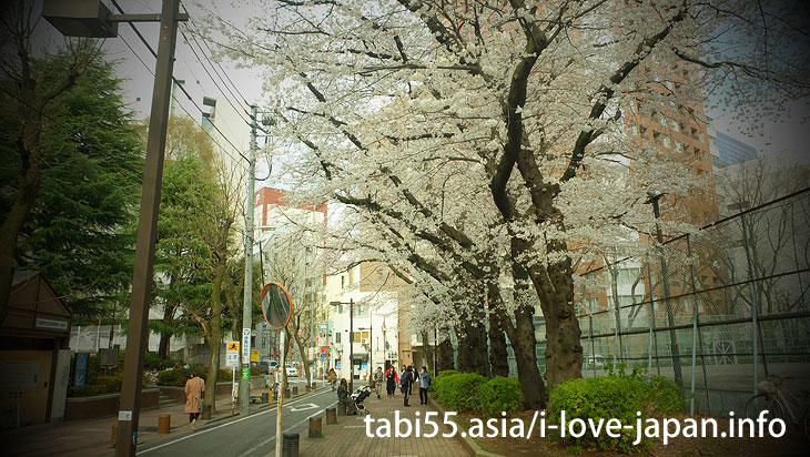Cherry blossom trees at Nishi Ikebukuro Park｜Ikebukuro Station【West Exit】Sakura's sightseeing within walking distance