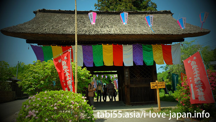 Important cultural asset of the country! The main gate of a Buddhist temple (Nio-mon)/Shiofune Kannon-ji Temple' Azaleas（Ome,Tokyo）