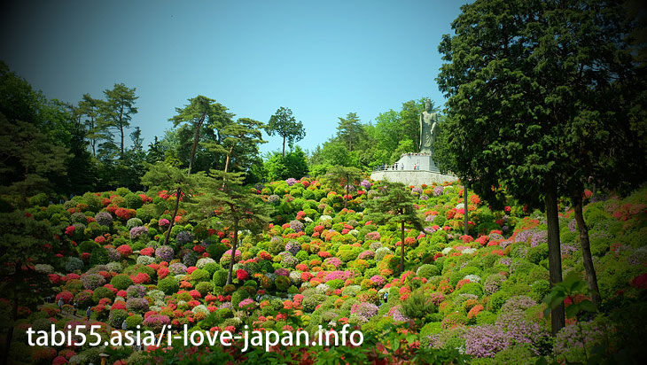 While watching the azalea, worship Kannona/Shiofune Kannon-ji Temple' Azaleas（Ome,Tokyo）