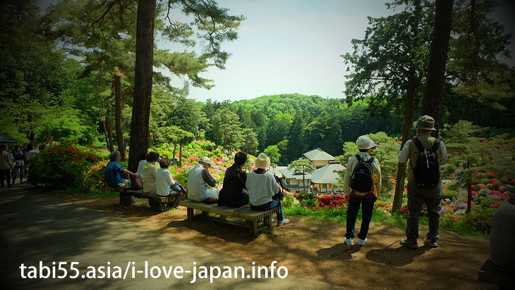 While watching the azalea, worship Kannona/Shiofune Kannon-ji Temple' Azaleas（Ome,Tokyo）