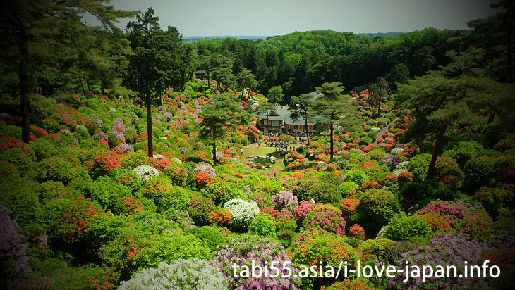 While watching the azalea, worship Kannona/Shiofune Kannon-ji Temple' Azaleas（Ome,Tokyo）
