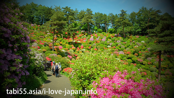 Take a walk in the azalea ♪/Shiofune Kannon-ji Temple' Azaleas（Ome,Tokyo）
