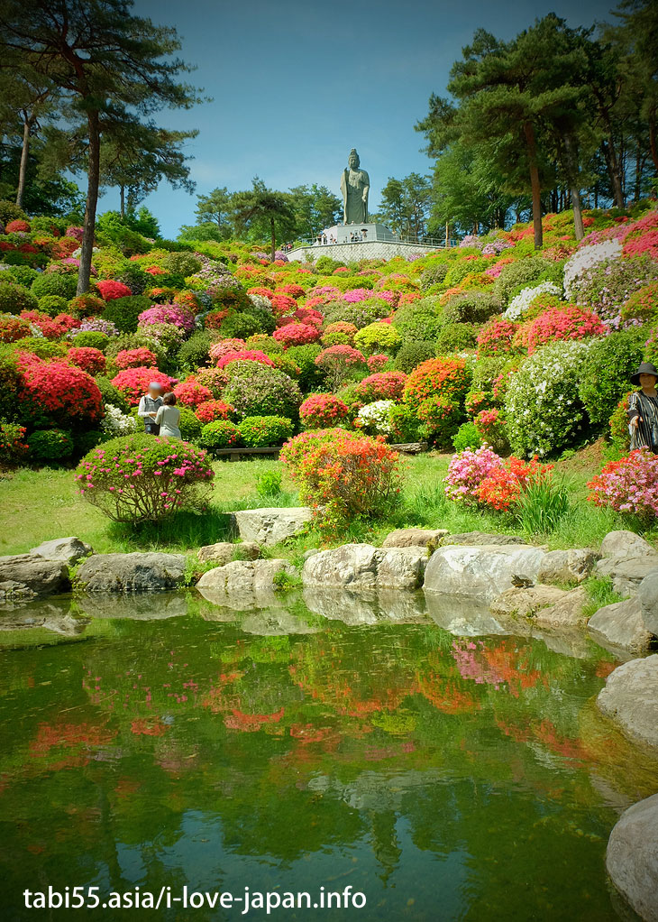 Take a walk in the azalea ♪/Shiofune Kannon-ji Temple' Azaleas（Ome,Tokyo）