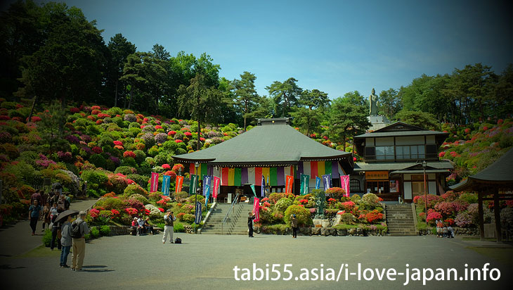 Take a walk in the azalea ♪/Shiofune Kannon-ji Temple' Azaleas（Ome,Tokyo）